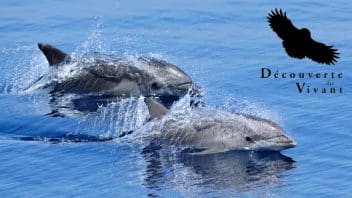 Excursion Dauphins