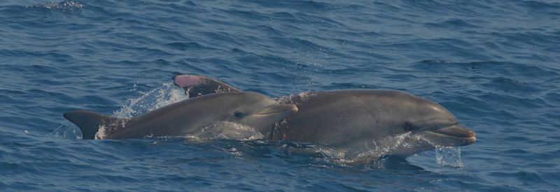 Excursion Grand Dauphin