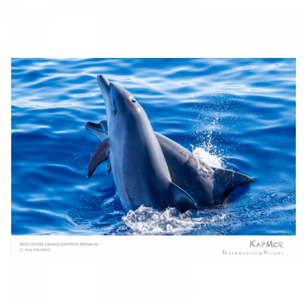 Poster Photo Dauphin N°1 - Deux dauphins qui jouent au milieu de la mer